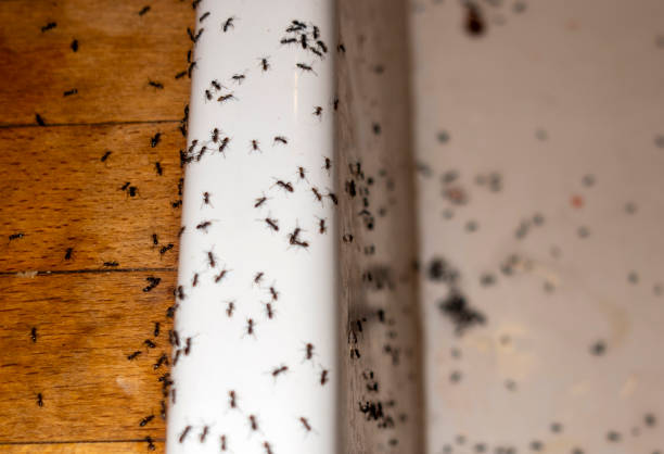 Best Local Pest Control Services  in Jacksonville, OR