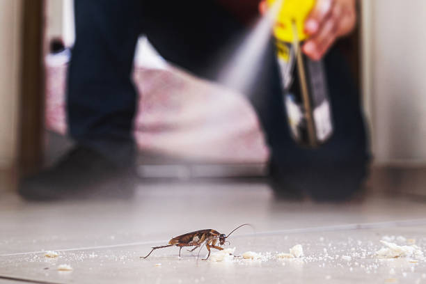 Wasp Removal Services in Jacksonville, OR